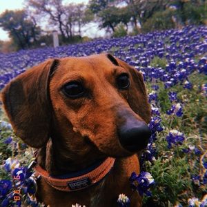 Meet your Posher, Lanie dru